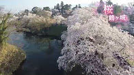鶴ヶ城　桜