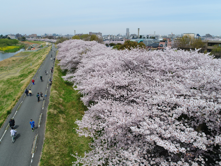 桜×多摩川×狛江　sakura×tama-river×komae